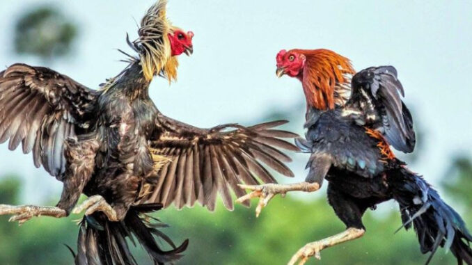 Winning Cockfighting in the Art of Betting