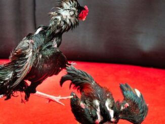 Cockfighting