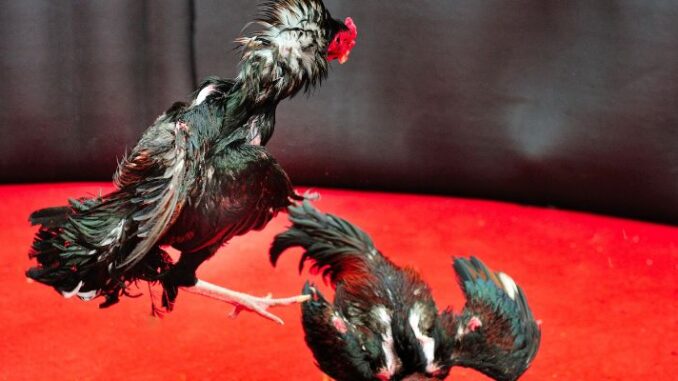 Cockfighting