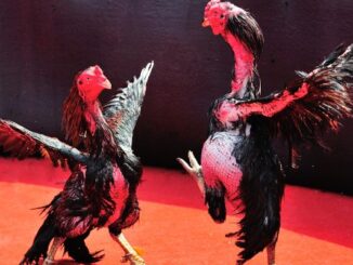 Cockfighting Organization Process