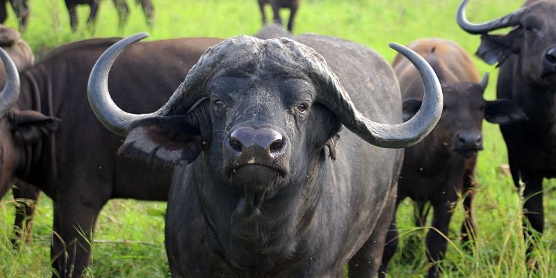Spiritual Meaning Of Dreaming About Buffalo
